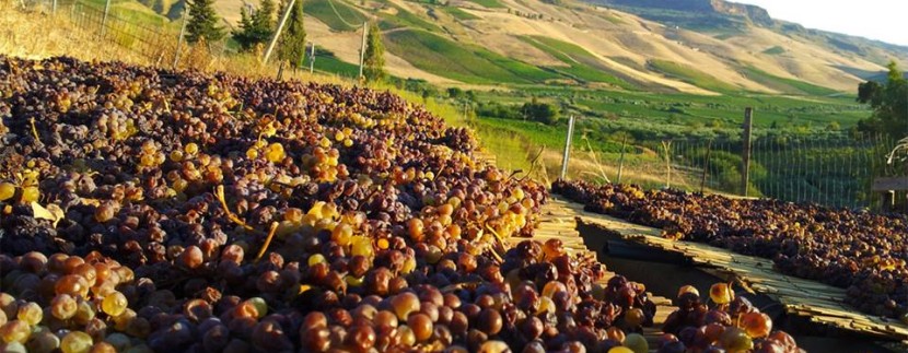 I VERI TESORI SONO DENTRO LE BUCHE: LA COLTURA DELLA VITE AD ALBERELLO DI PANTELLERIA